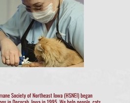 Staff member grooming a cat