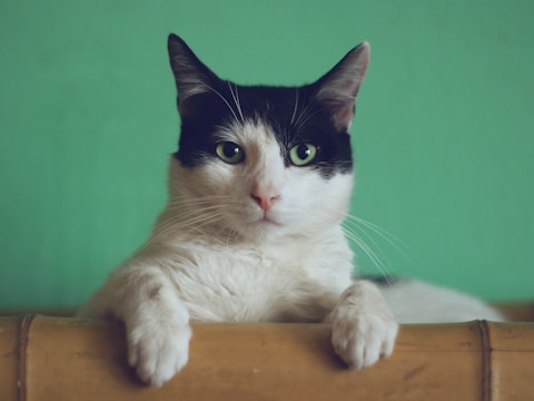 Cat in a home setting