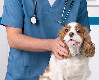 Veterinarian caring for a dog