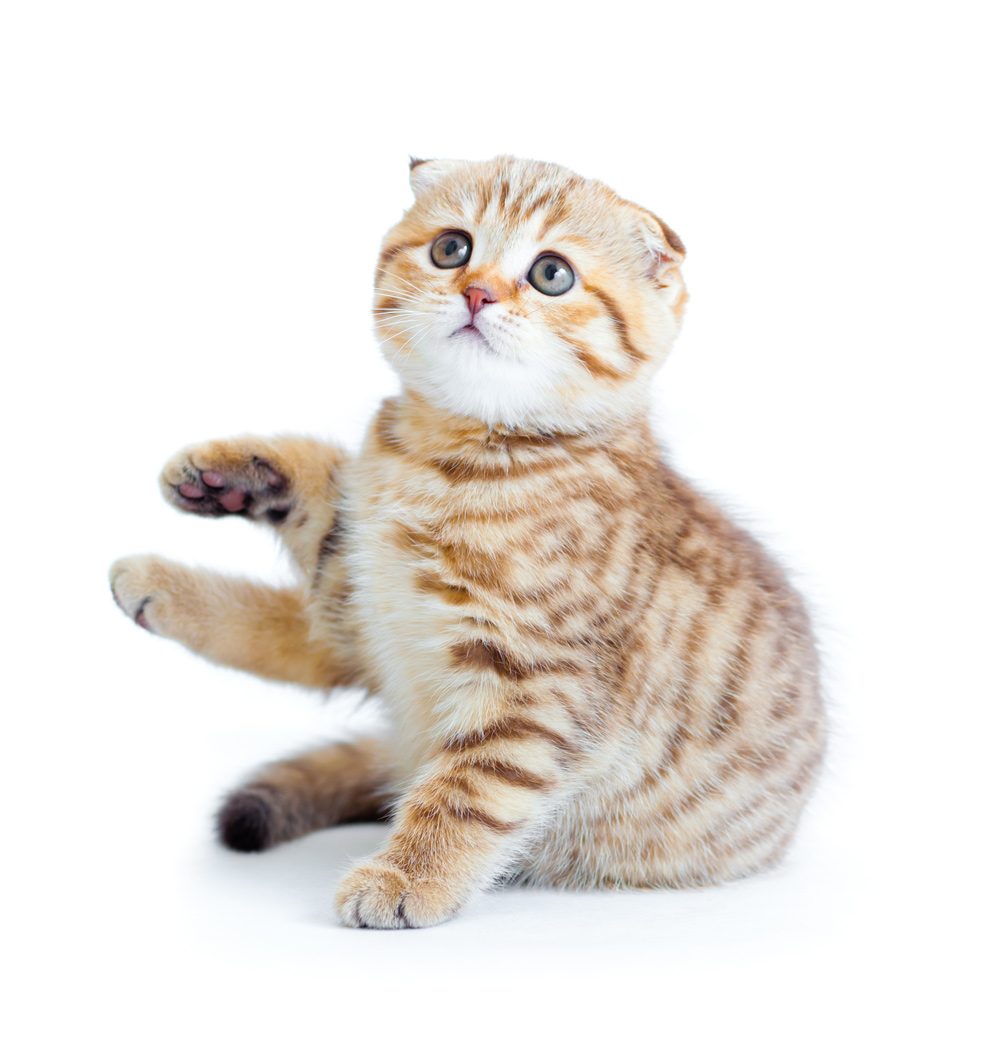 Kitten
