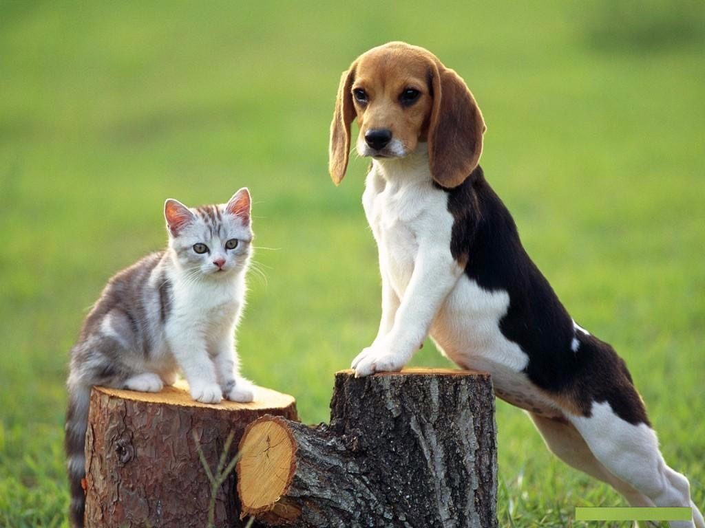 Kitten and beagle puppy
