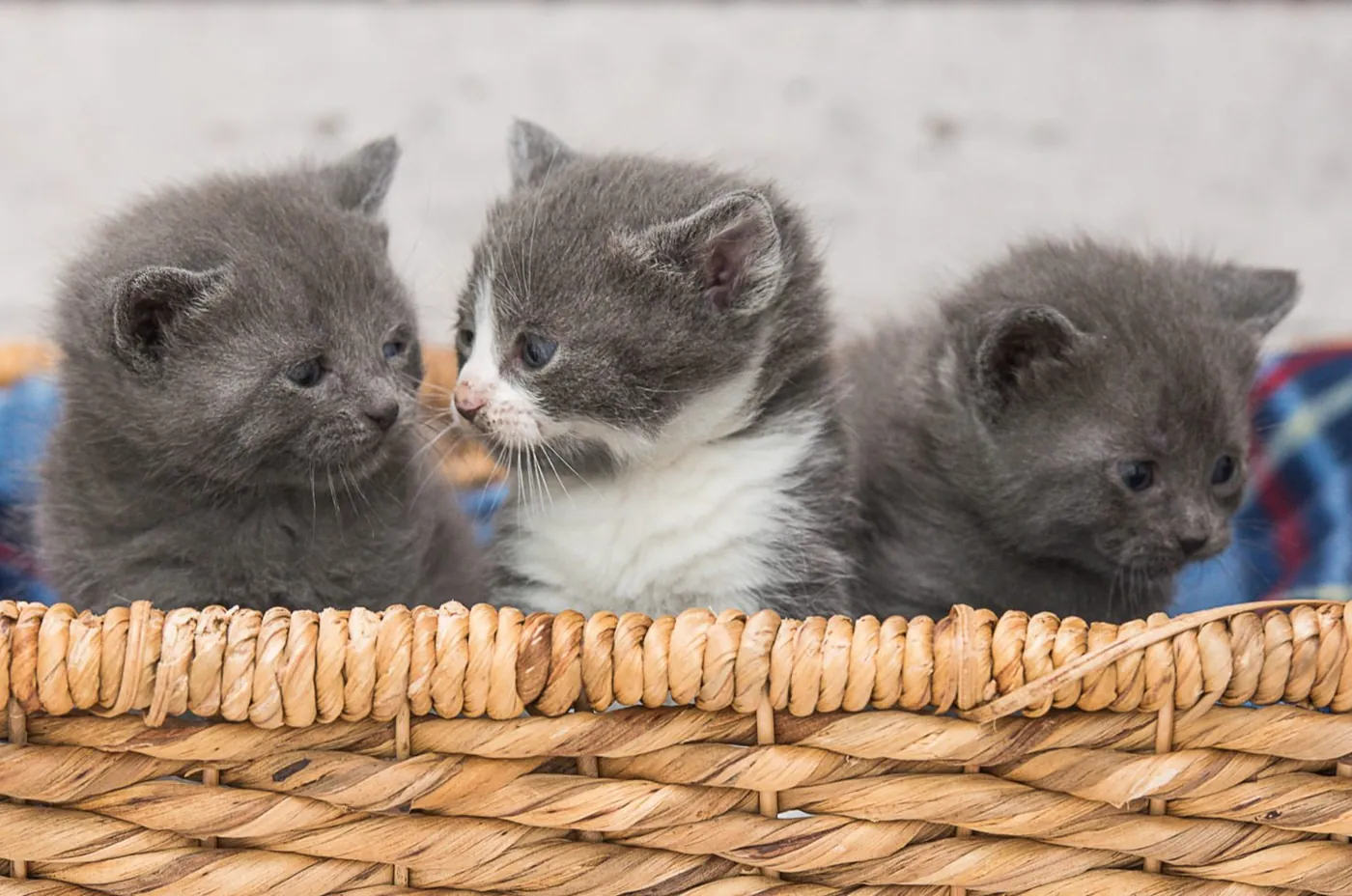Kittens in a basket