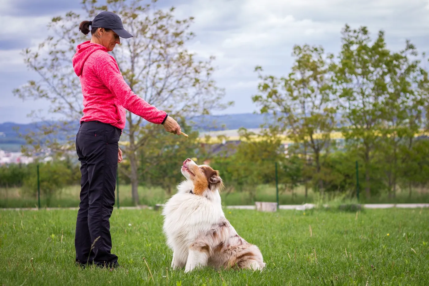 Level 1 dog handler training