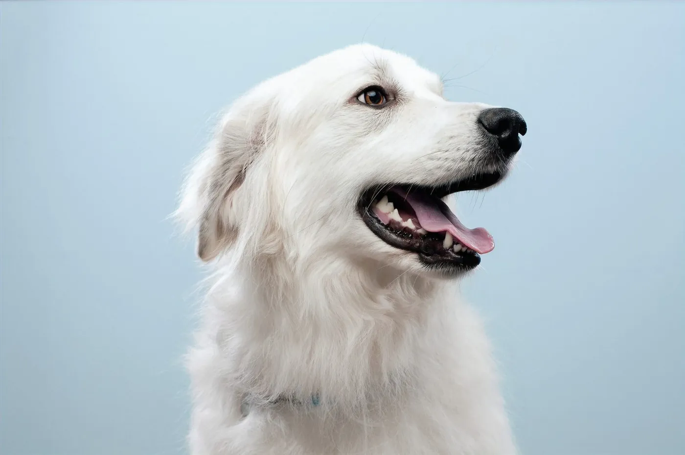 Smiling white dog